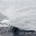 whale_humpback_sb_h_2858_dom2918.jpg
